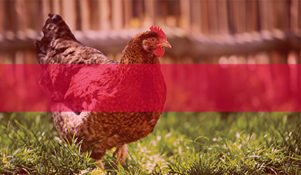 golddott hobbyhalter 430x250